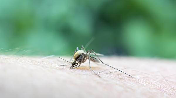 UK chikungunya cases 