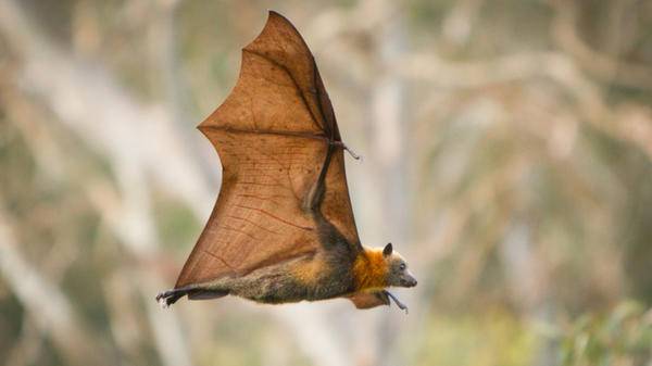Bat rabies risk