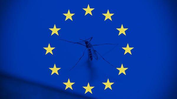 Europe mosquito