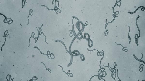 Ongoing Ebola outbreak in DRC highlights need for insurer preparedness