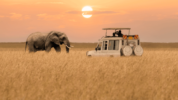 Safari travellers risk protection gap as trip costs exceed $25,000
